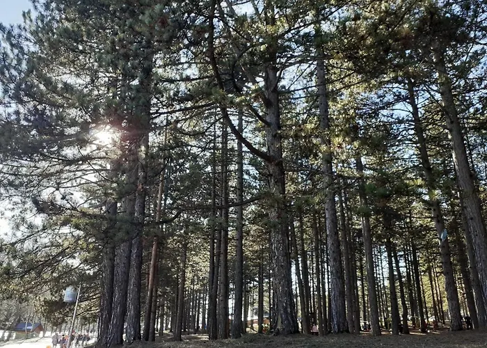 Markovic Апартаменты *